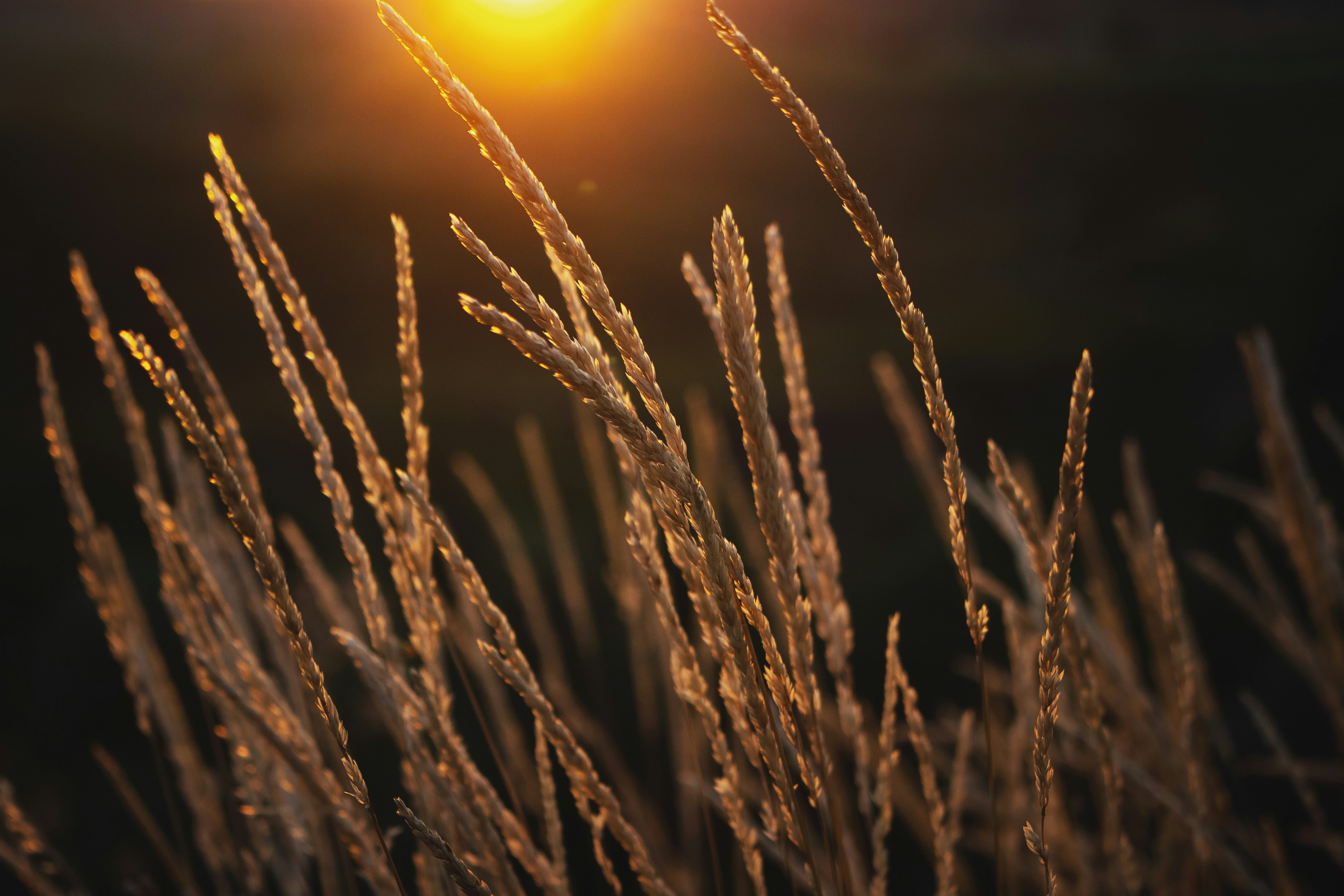 brown wheat field during sunset